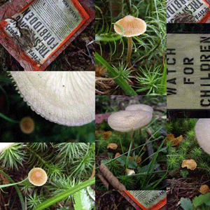 Shroomsigns